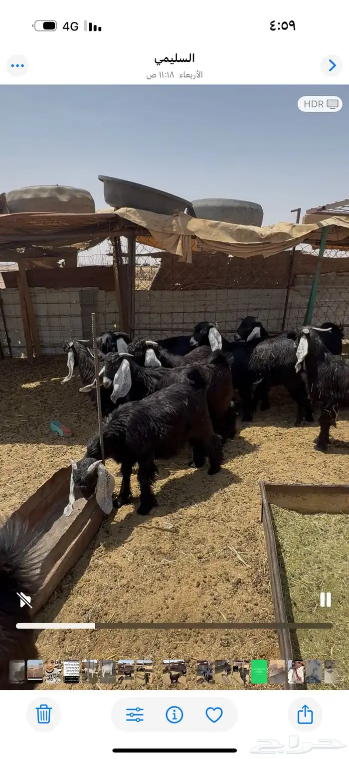 تيوس مخصية وجفار للبيع 2