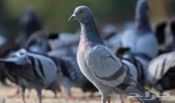 حمام سوادي نظيف شرط قريب 30 جوز للبيع 0