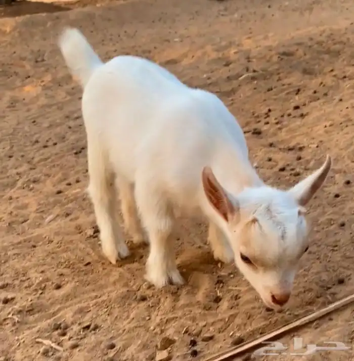للبيع تيس قزم عمر 3 اسابيع 1