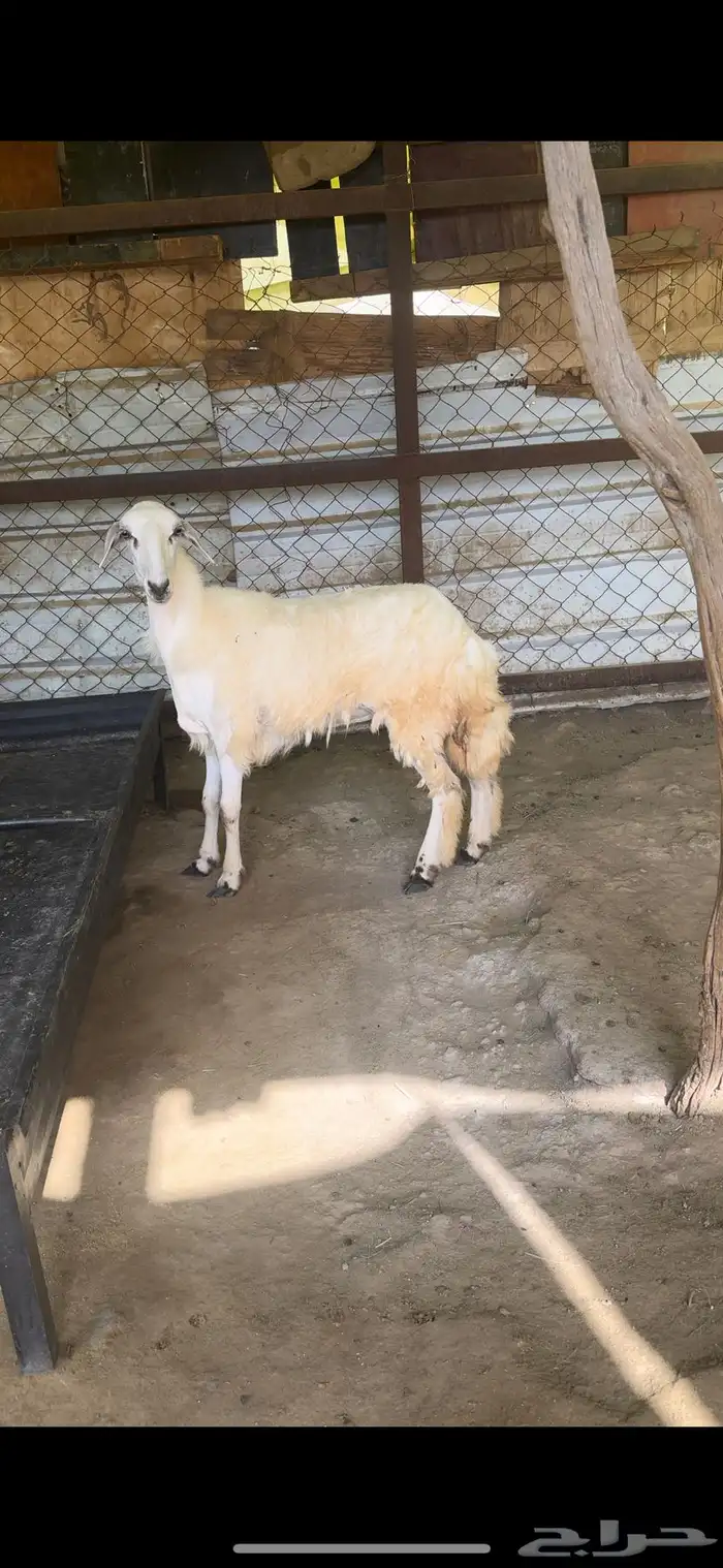 رخل جذعه سمين وطيبه وجبره 1