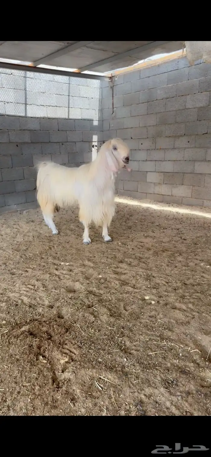 فحل مطور مصري ع شامي خصممم 1