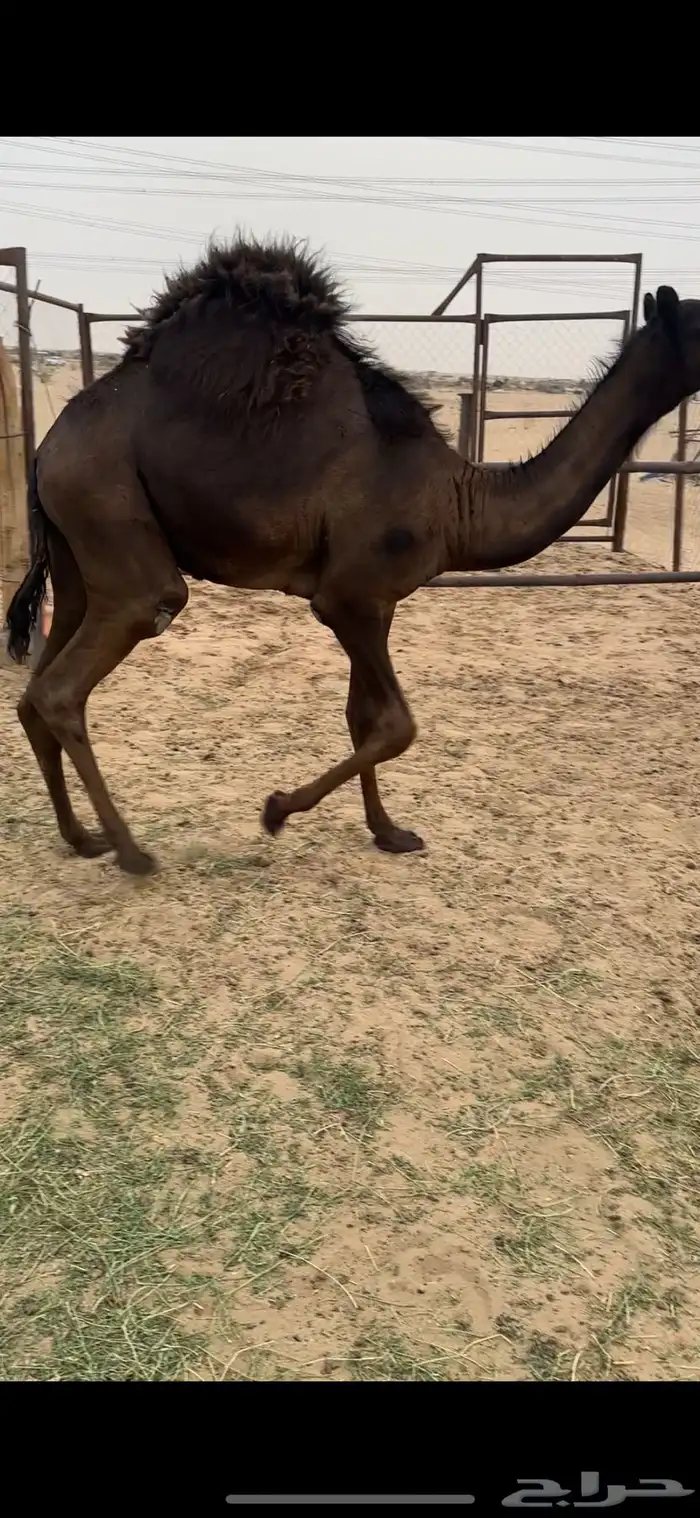 قعود كايف كفووو للبيع رقم الجوآل 0