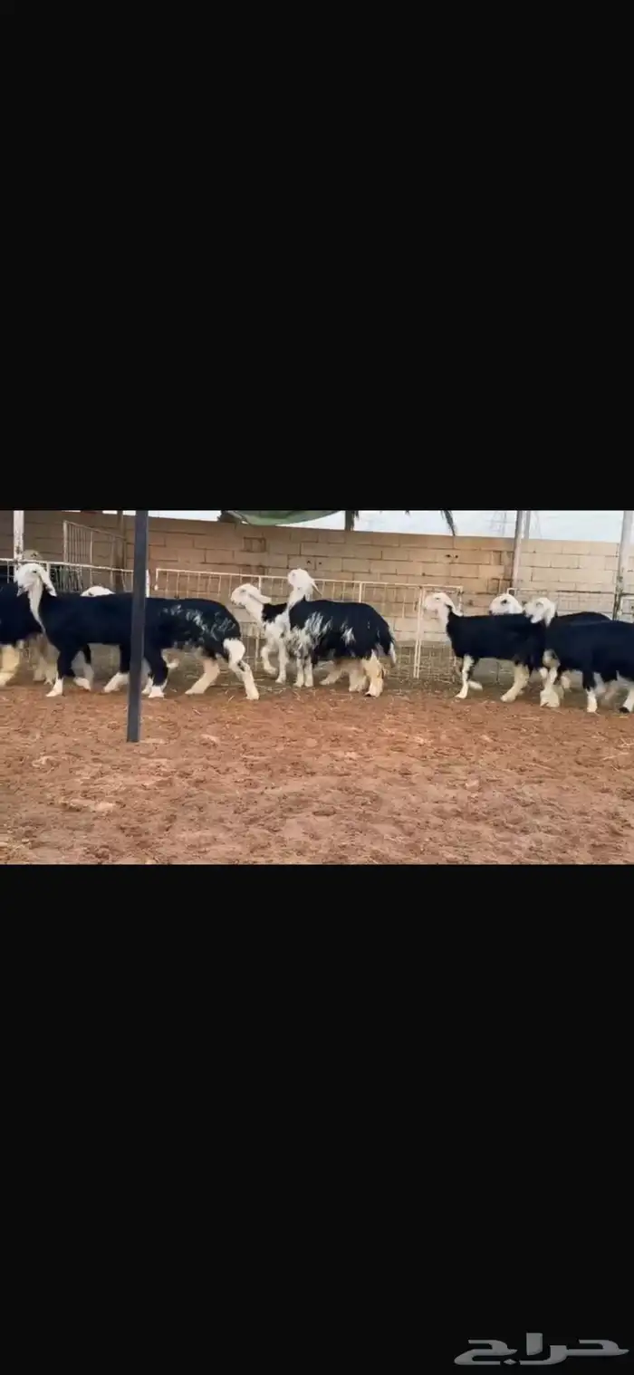 عرض بيع رخال جذعات 3