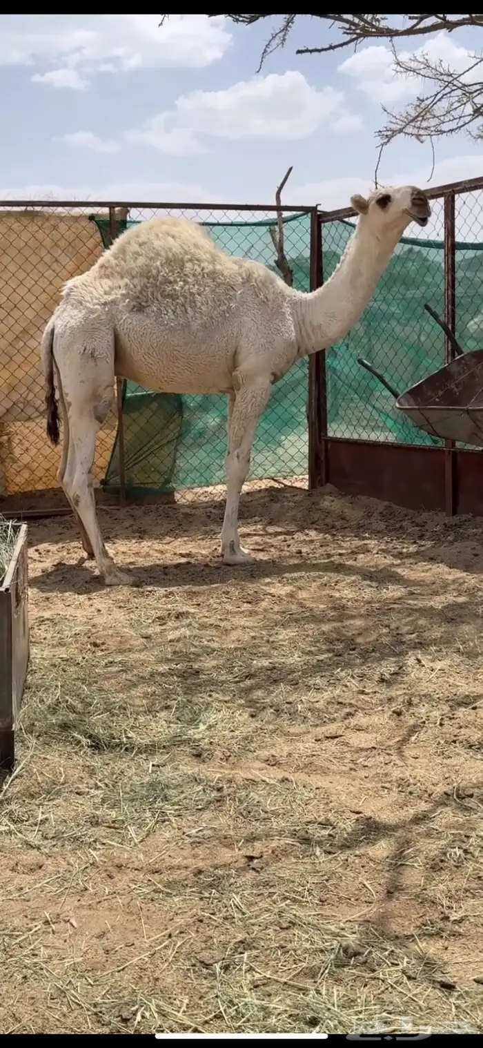 قعود فحل ساسه قوي 1