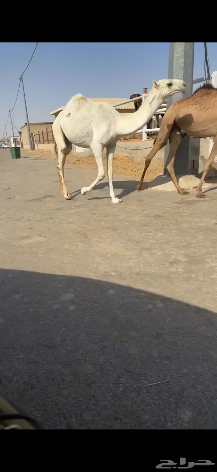 قعدان 0