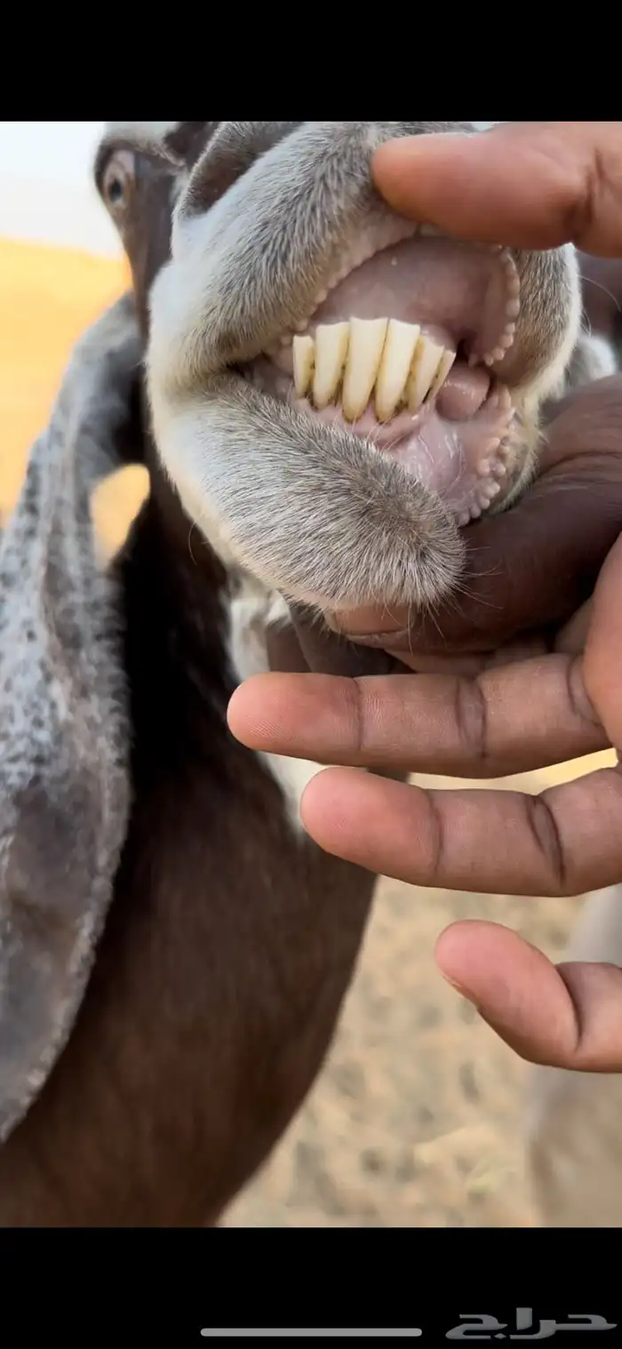عنز حليب 2