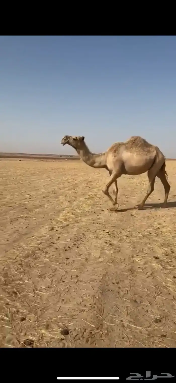 ناقتين للبيع او للبدل 1
