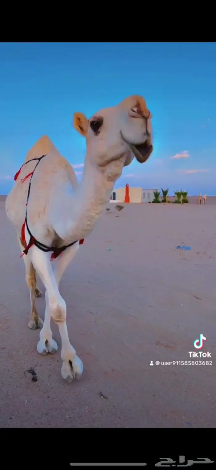 بكره باتليه 3