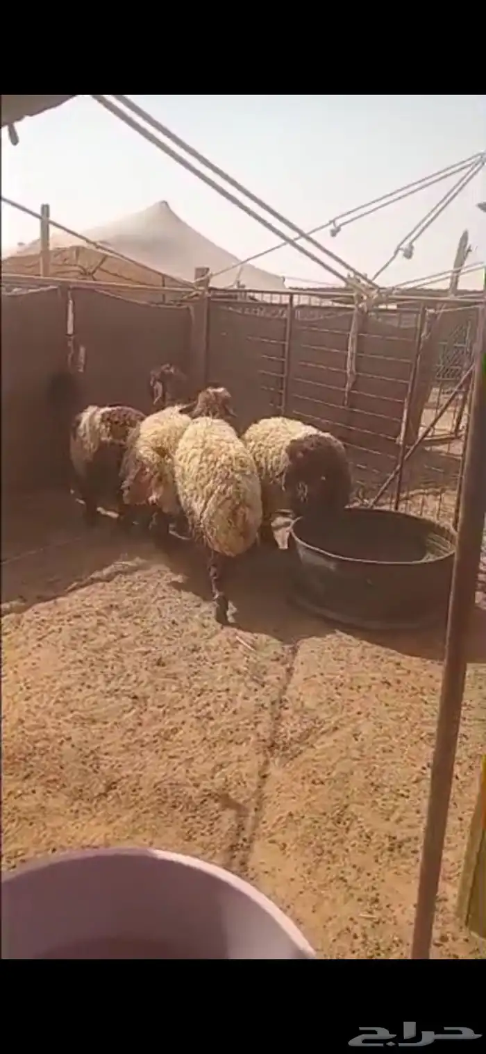 جذعات بلدي 0