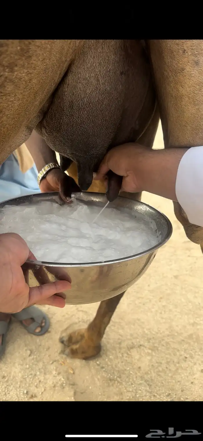 خلفه ساحليه حمرا منيحه صغيره سن(تم البيع) 3