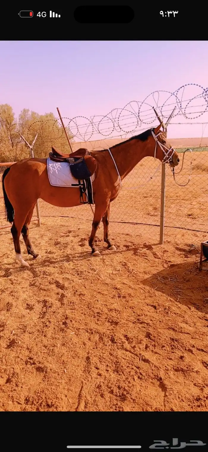 فرس شعبيه لقاح 5500 1
