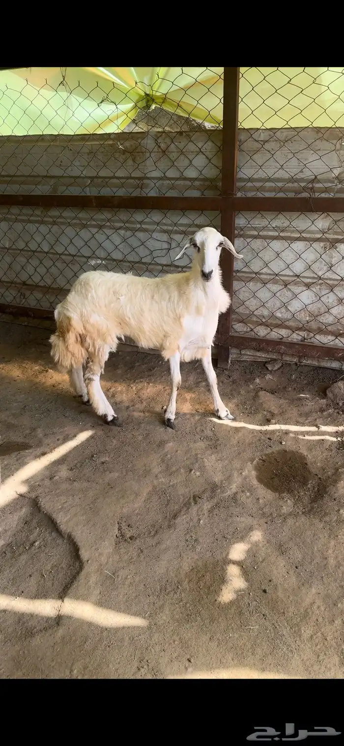 رخل جذعه سمين وطيبه وجبره 0