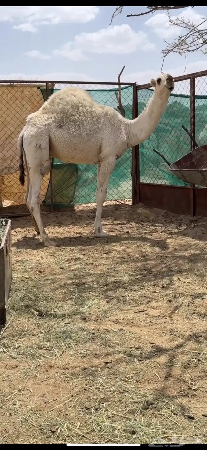 قعود فحل ساسه قوي 2