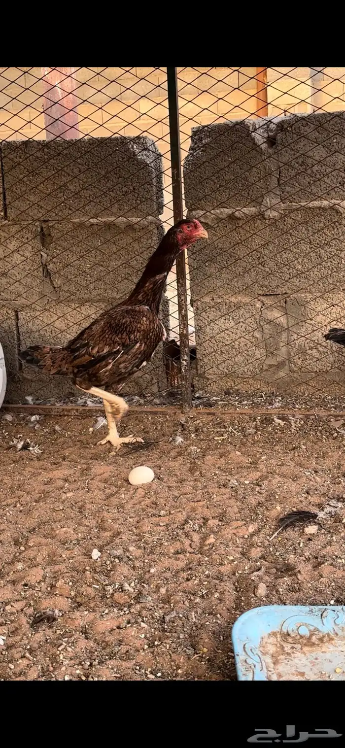 طقم دجاج بكستاني 0