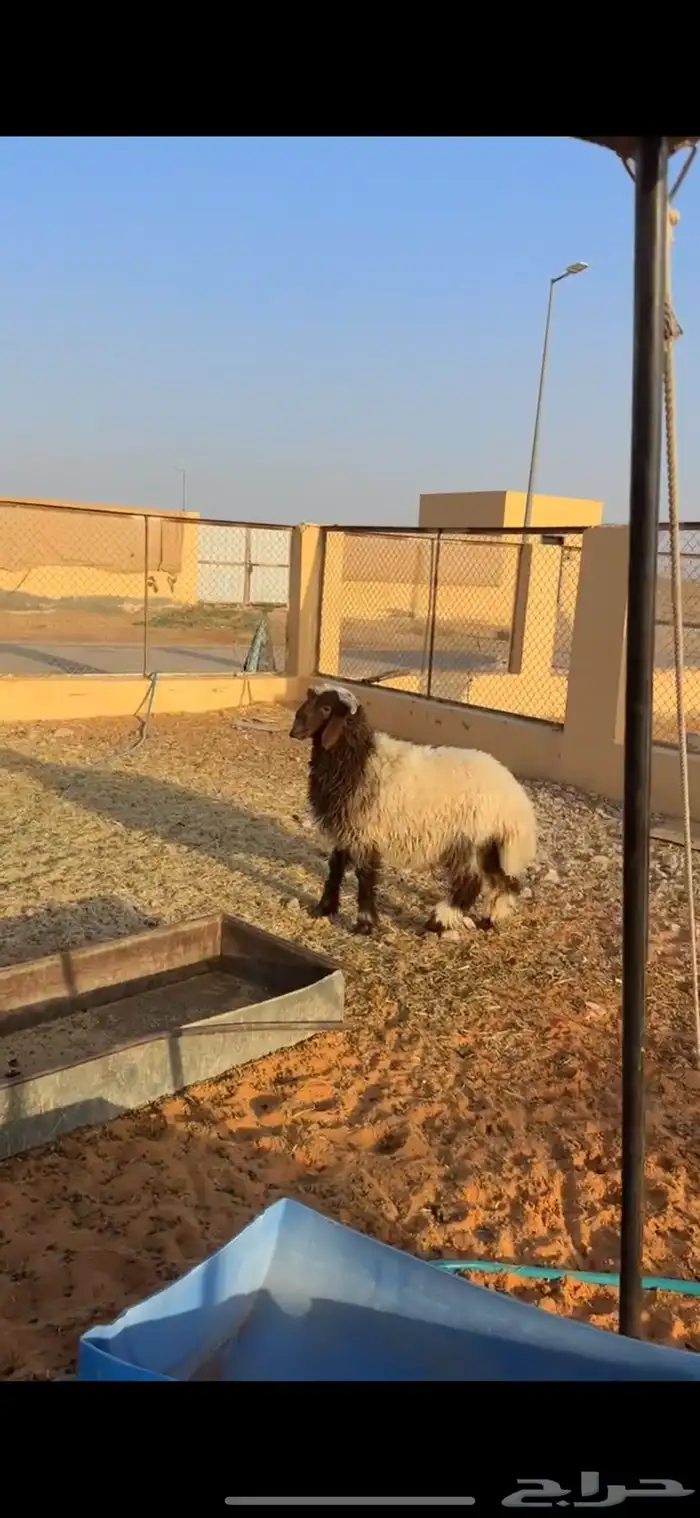 خروف نعيمي 0