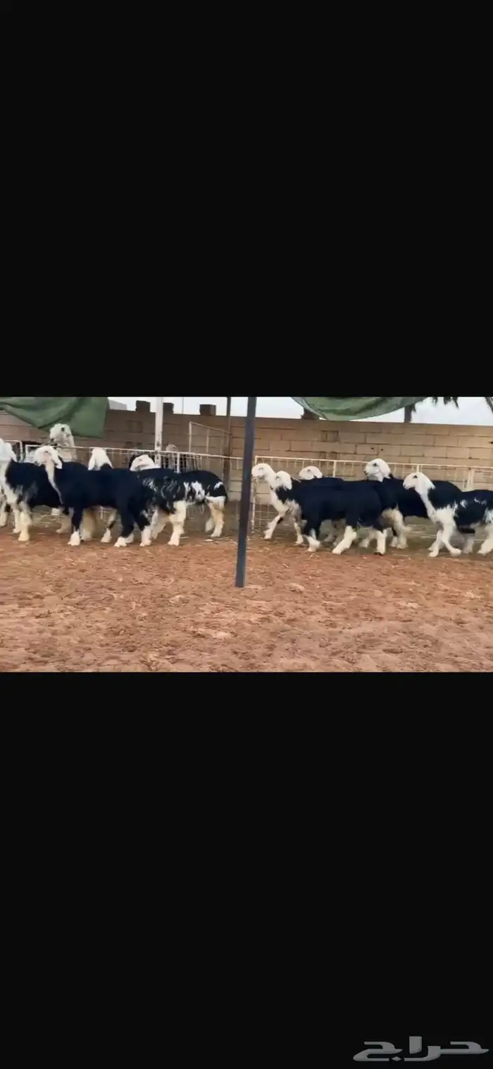 عرض بيع رخال جذعات 1