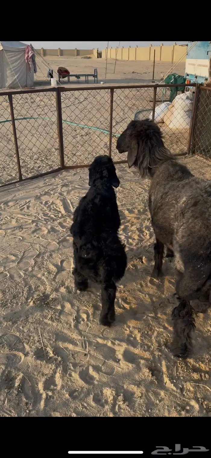 رغوث عربيه 0