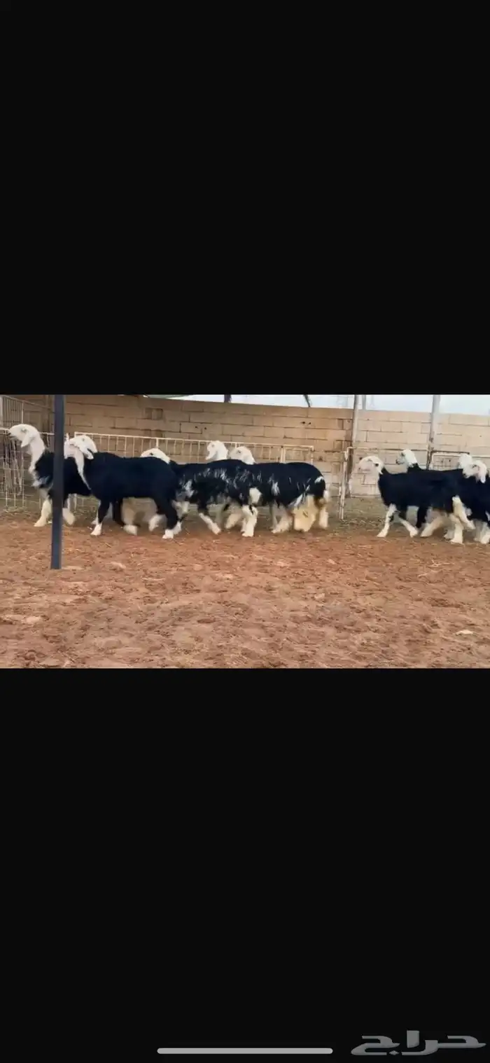 عرض بيع رخال جذعات 4