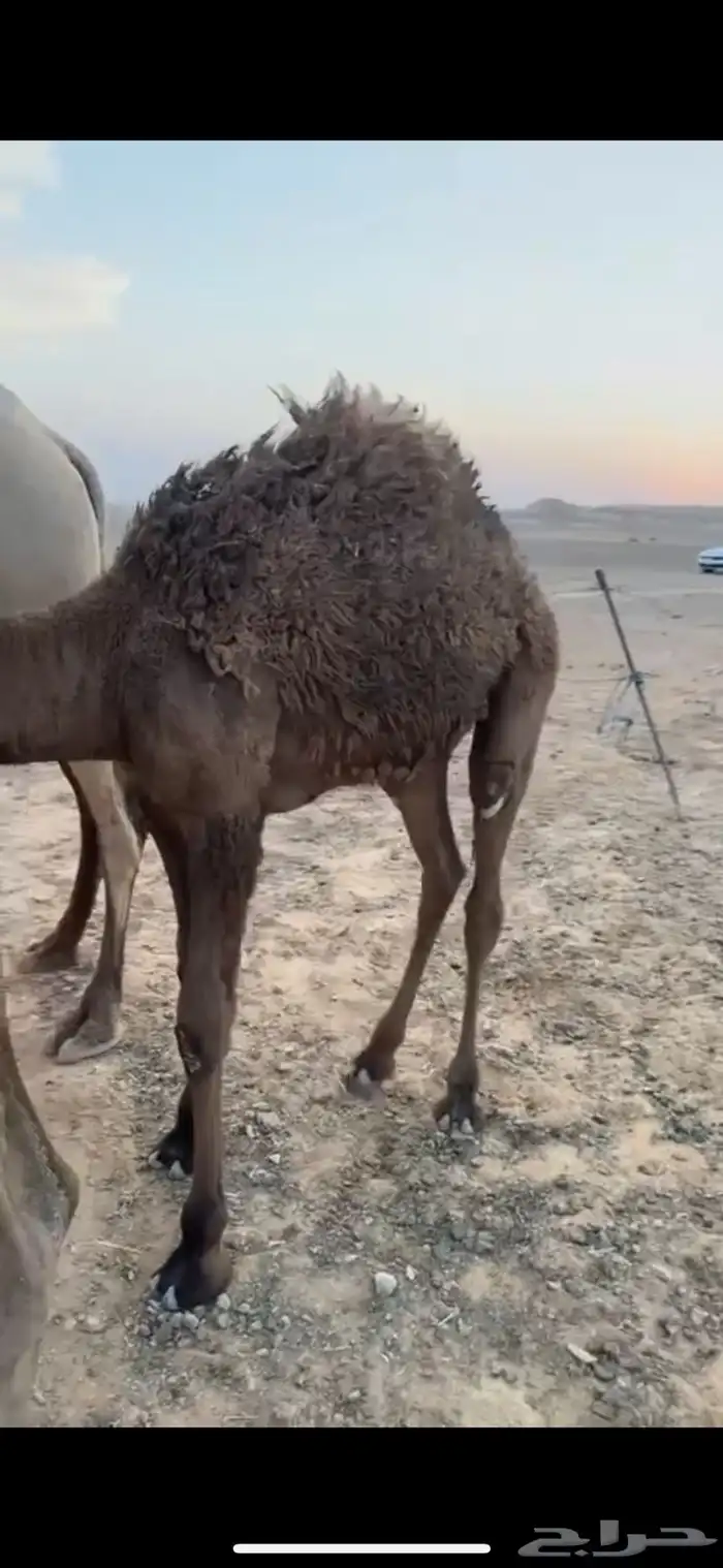 قعود للبيع 0