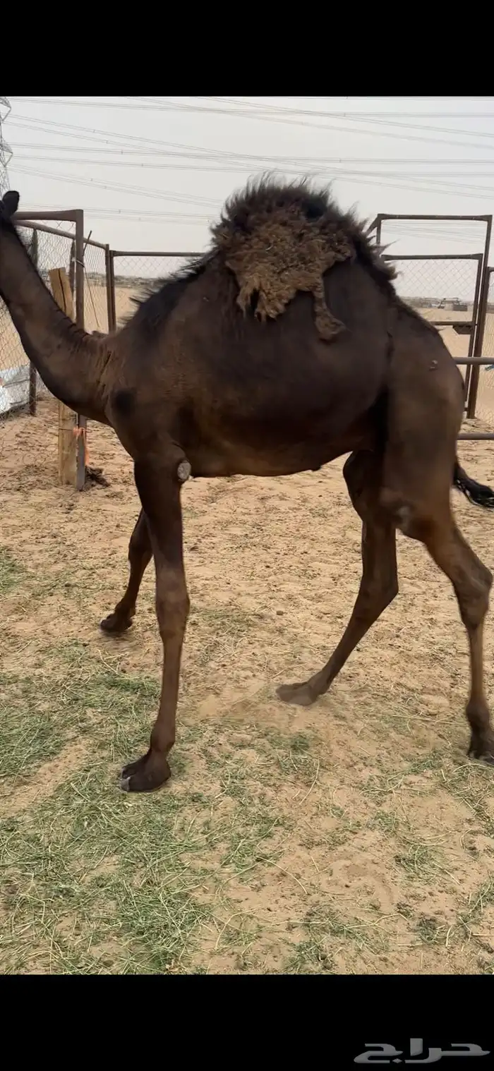 قعود كايف كفووو للبيع رقم الجوآل 2