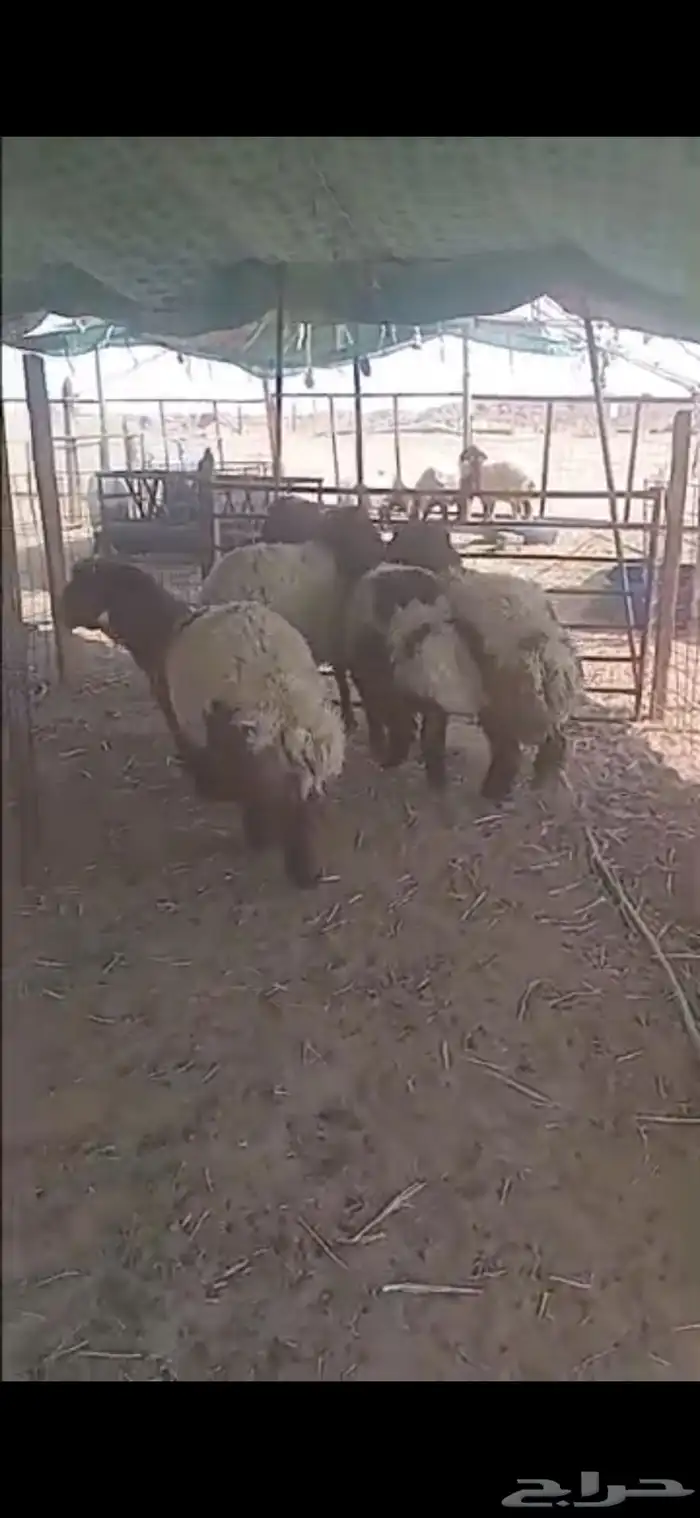 جذعات بلدي 1