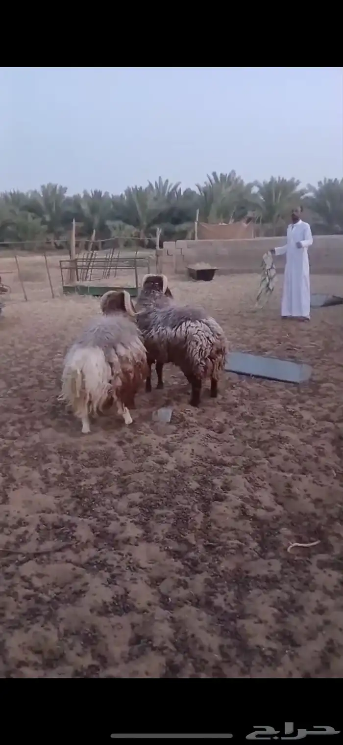 خرفان جبره 1