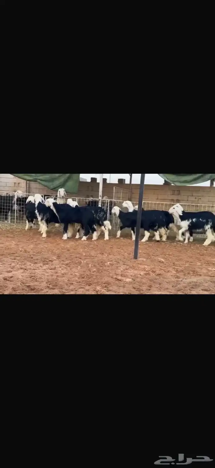 عرض بيع رخال جذعات 0