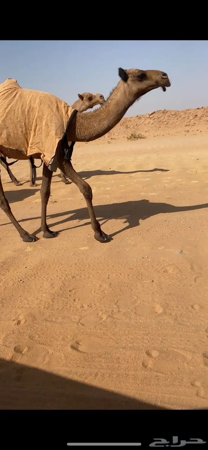 للبيع بكره صفراء بنت غرنوق 0