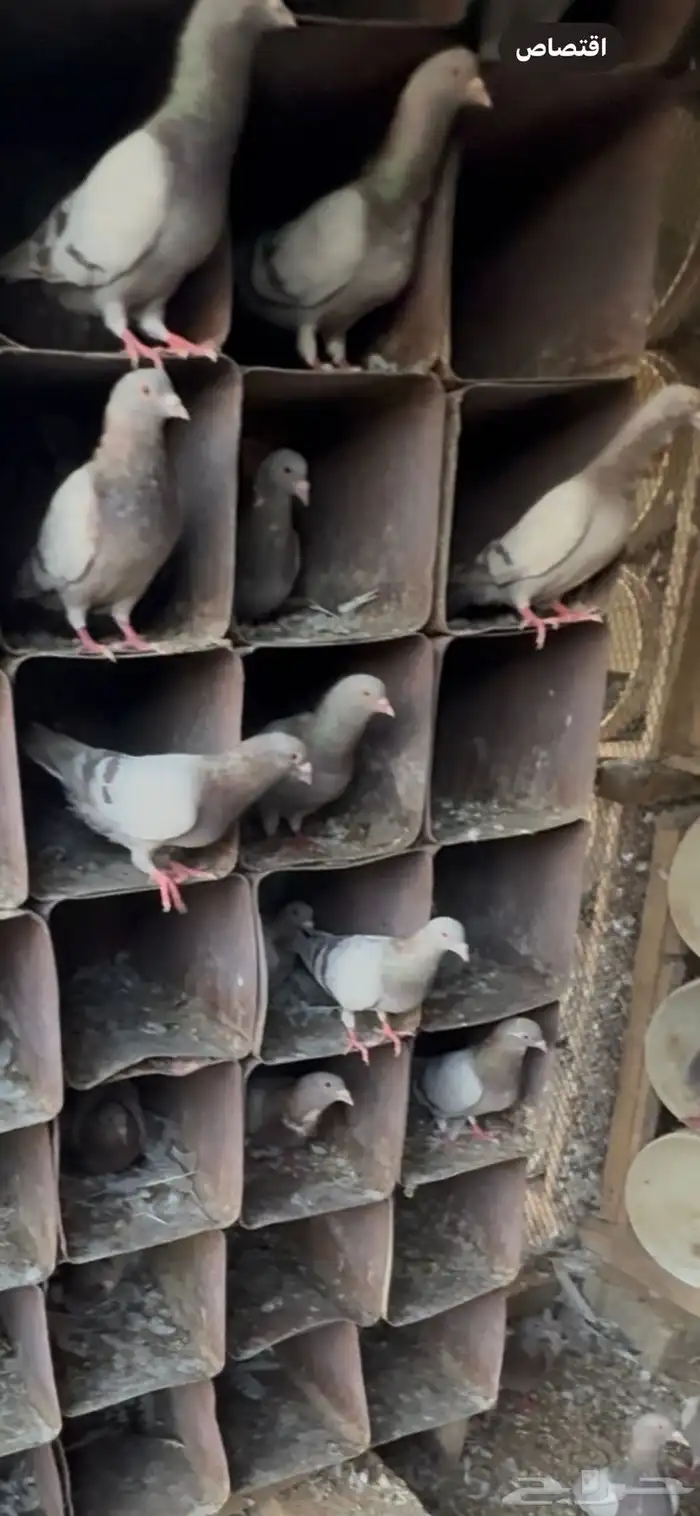 حمام فرنسي سلفر 6