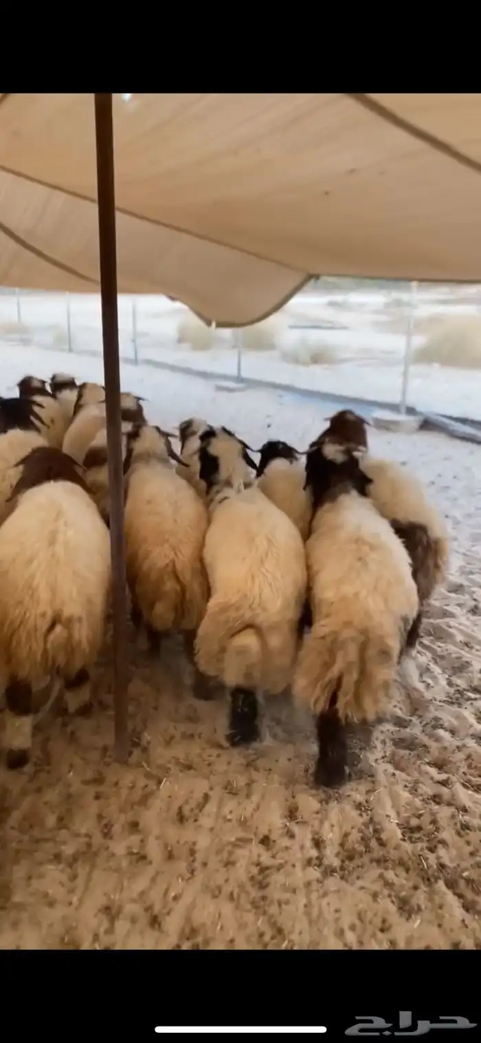 طليان ورخال ثلاجه كرامه نعيم بلدي حلال نظيف 0