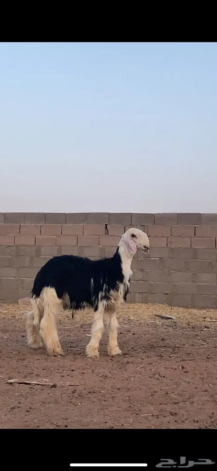 للبيع خروف مشروع فحل خصم 0