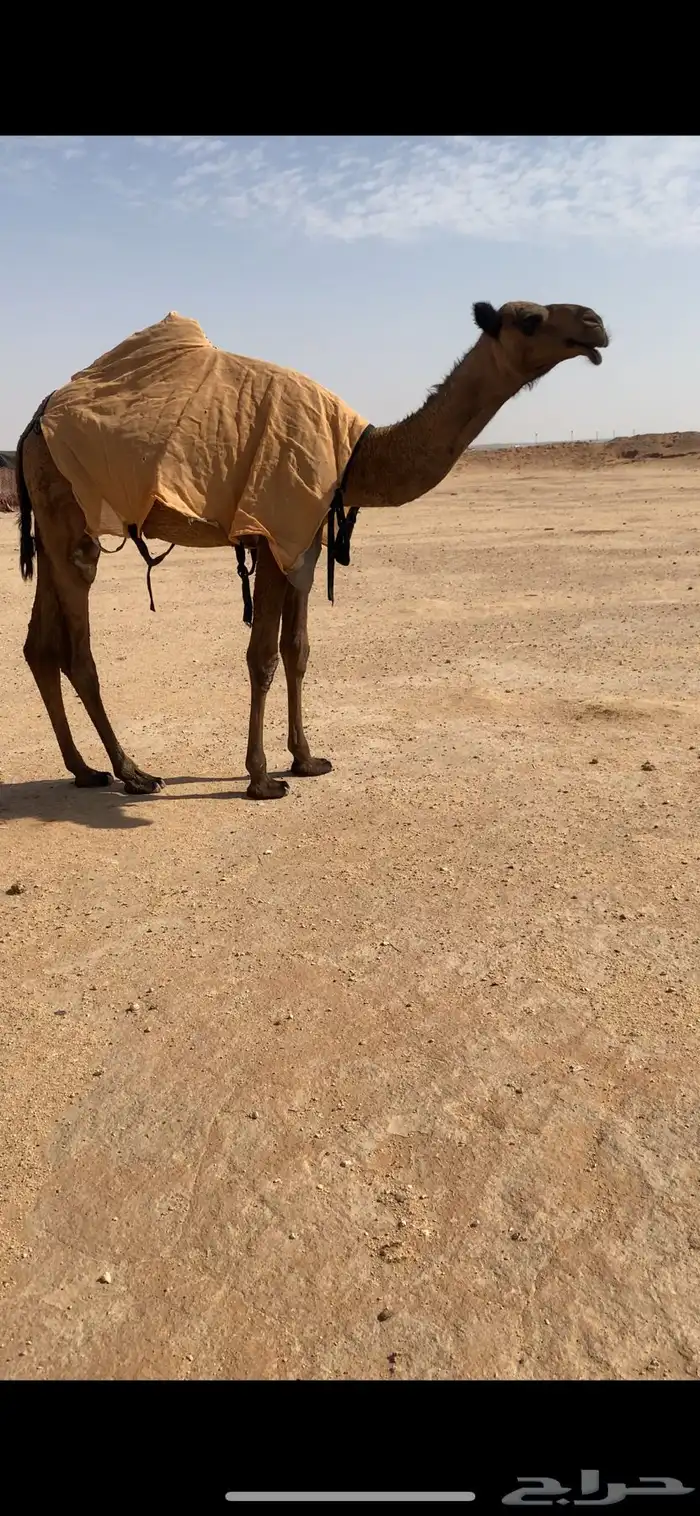 للبيع بكره صفراء بنت غرنوق 2