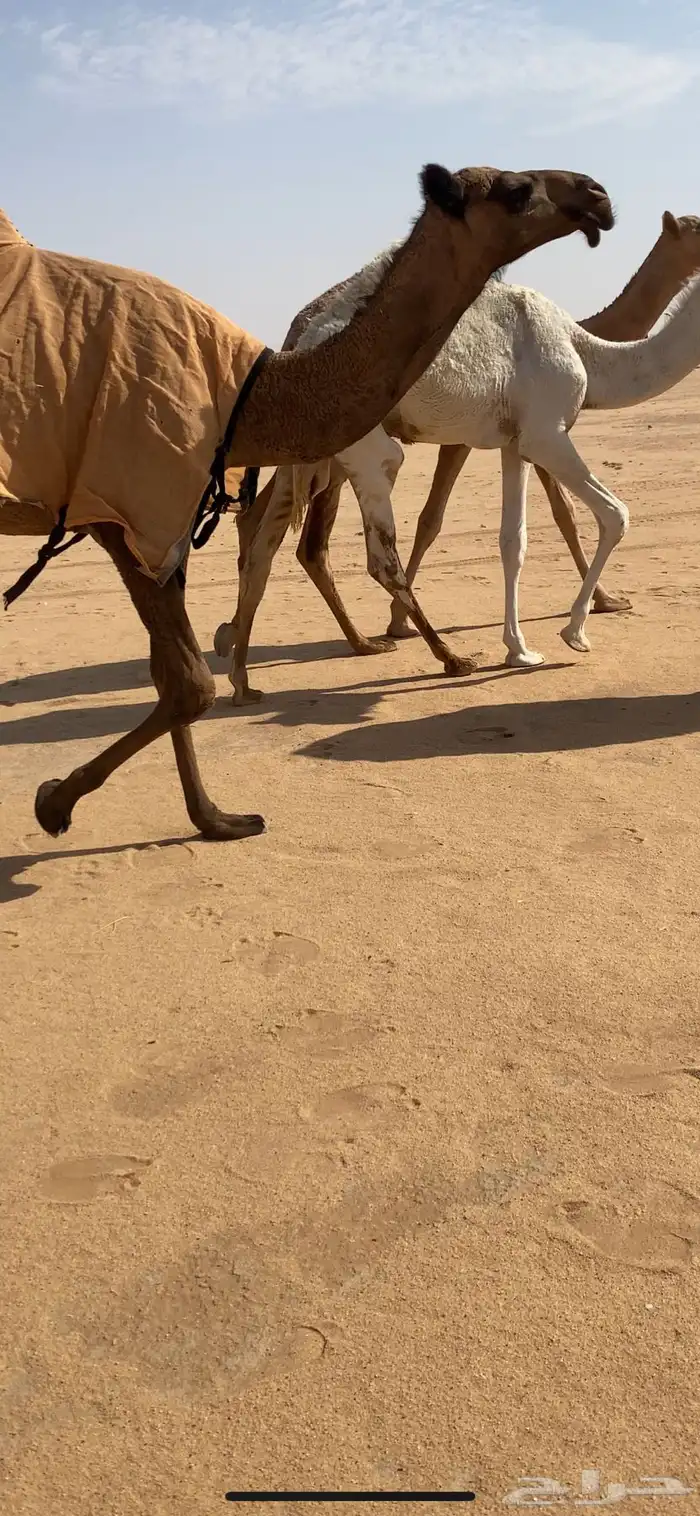 للبيع بكره صفراء بنت غرنوق 1