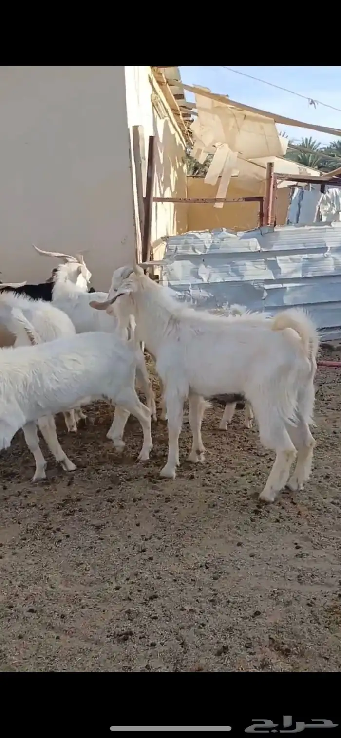 معزا للبيع 3