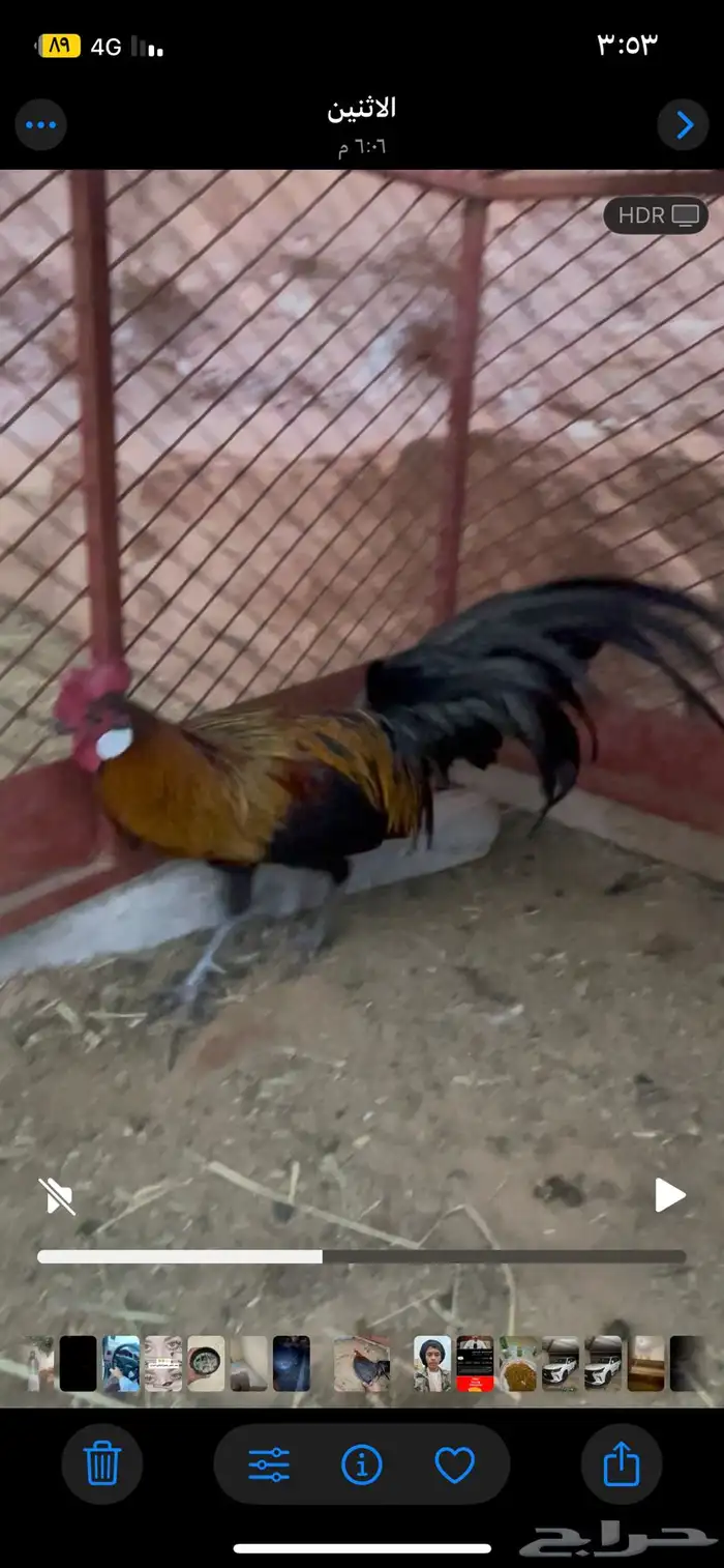 ديك فونكس 2