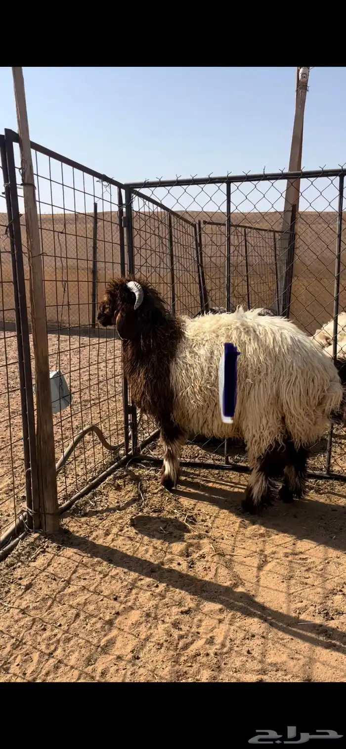 مشاريع فحول نعيم 1