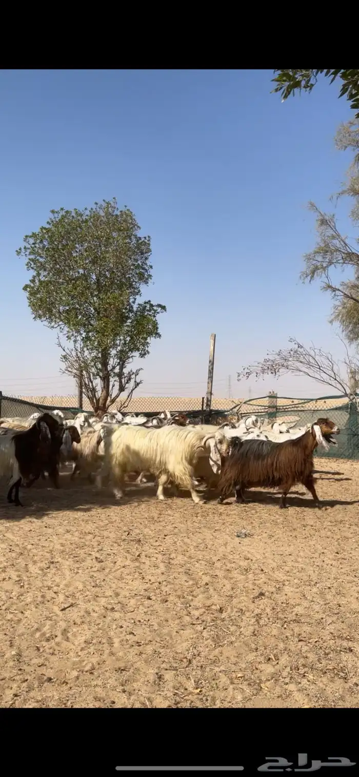 معزا عوارض صفر جروم فاخره 11