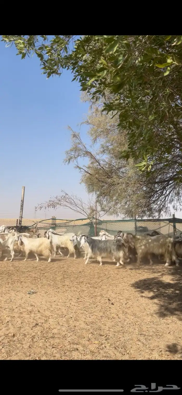 معزا عوارض صفر جروم فاخره 12