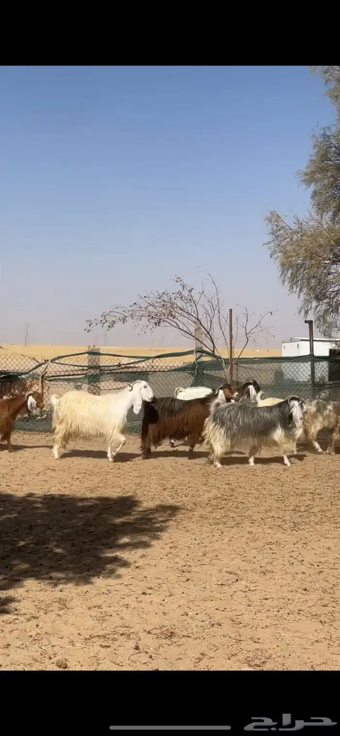 معزا عوارض صفر جروم فاخره 6