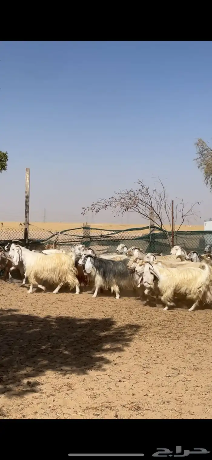 معزا عوارض صفر جروم فاخره 8