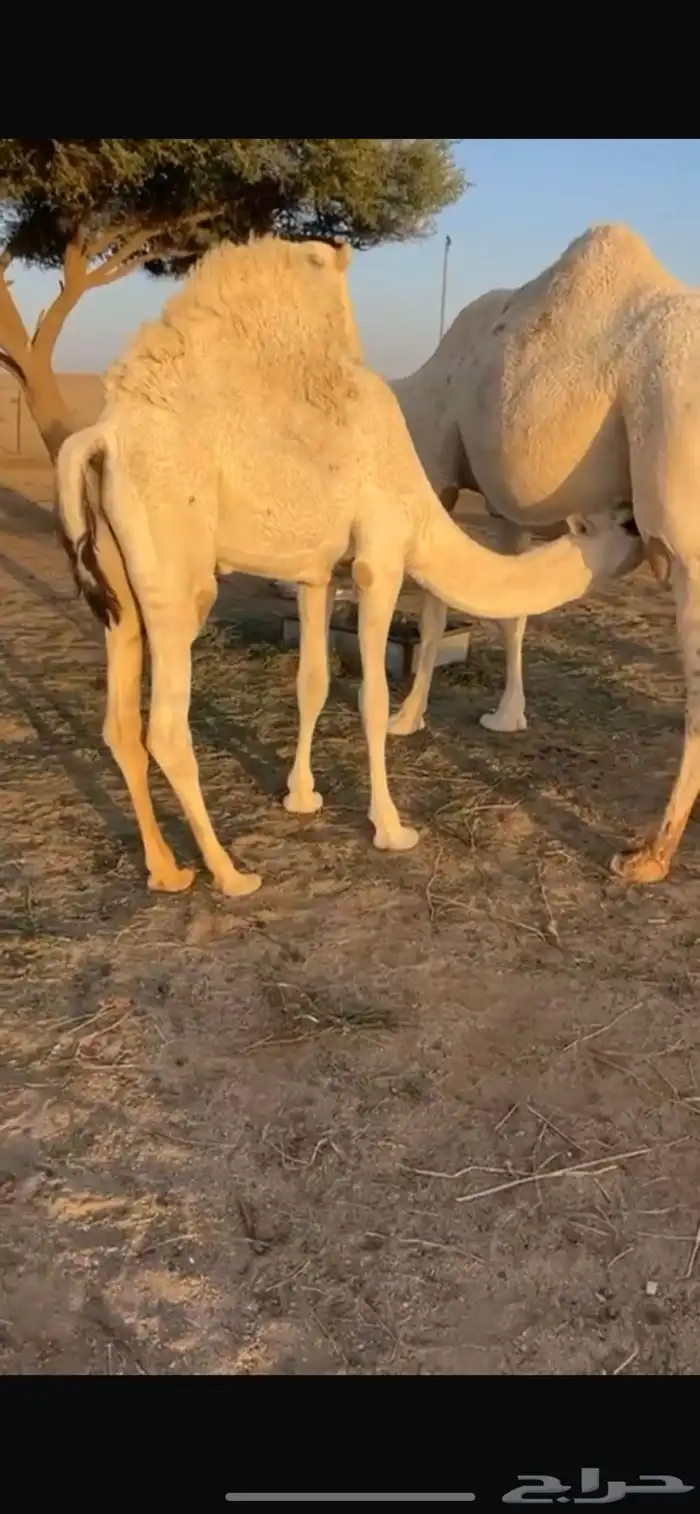 مطلوب حشو فواخر على حليب 1