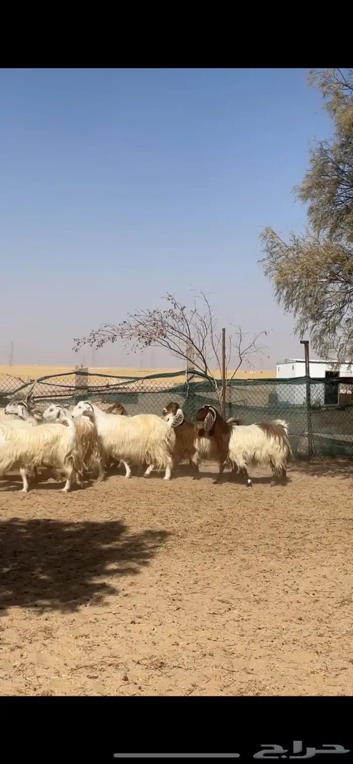 معزا عوارض صفر جروم فاخره 4