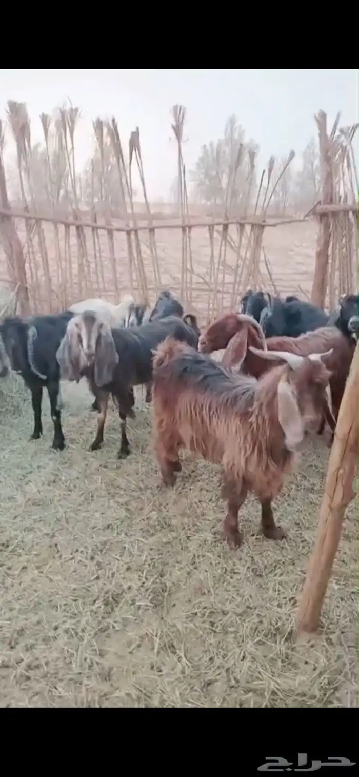 معزا مقنوي 0