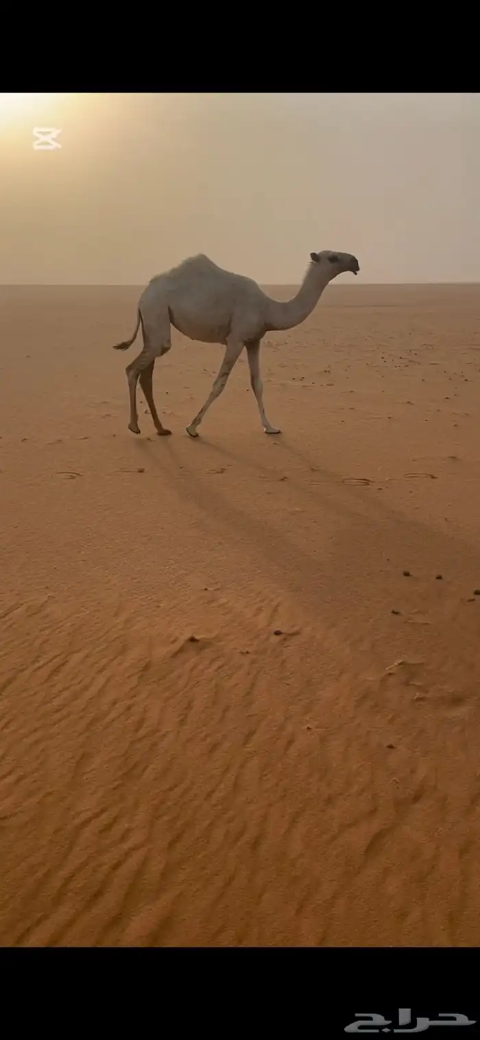 للبيع فحل منتج 1