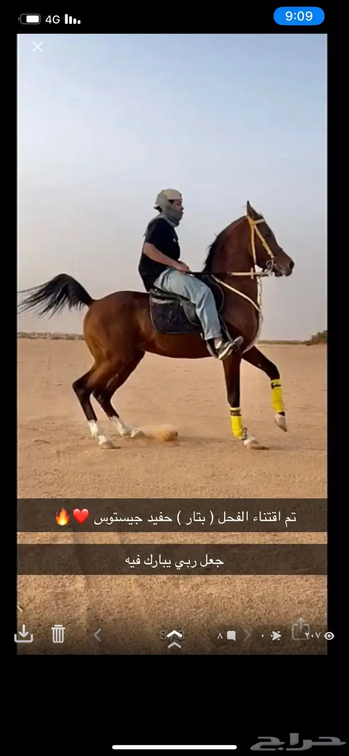حصان شعبي 1