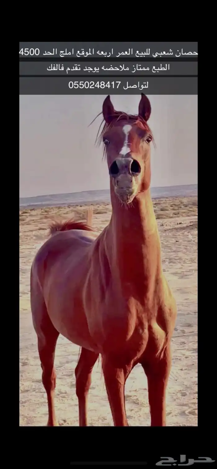 حصان شعبي شيخ الموقع املج. السعر قابل ل التفاوض 0