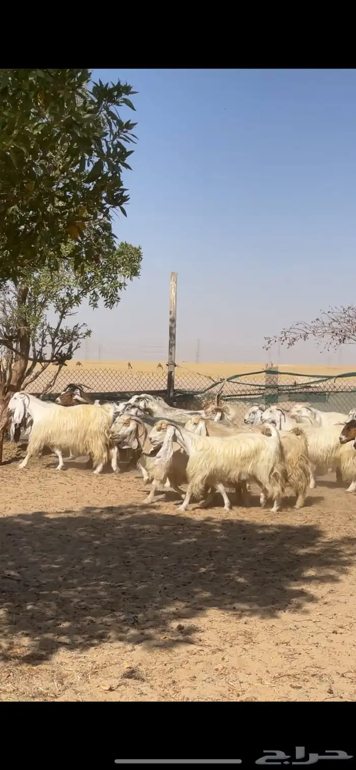 معزا عوارض صفر جروم فاخره 9