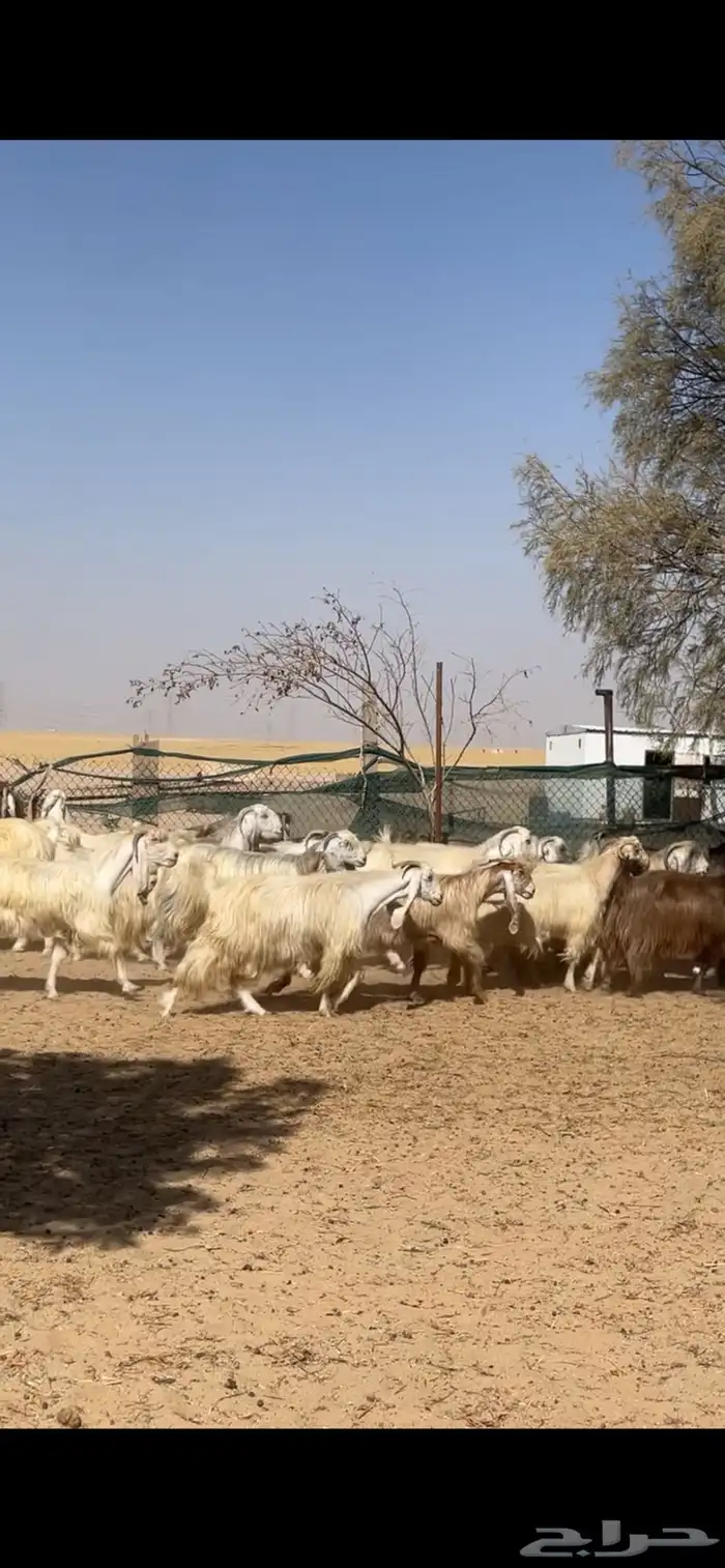 معزا عوارض صفر جروم فاخره 7