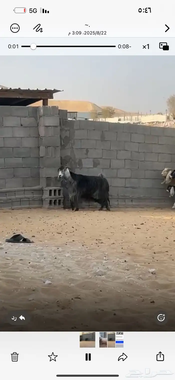 عنز شهباء 1