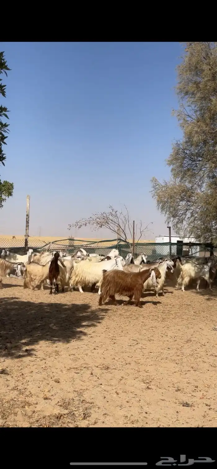 معزا عوارض صفر جروم فاخره 14